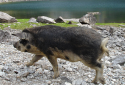 wollschwein